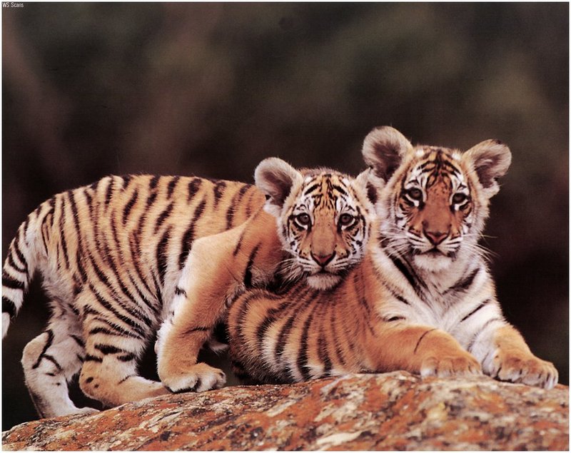 [WillyStoner Scans - Wildlife] Bengal Tiger; DISPLAY FULL IMAGE.