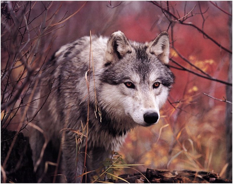 [WillyStoner Scans - Wildlife] Grey Wolf; DISPLAY FULL IMAGE.