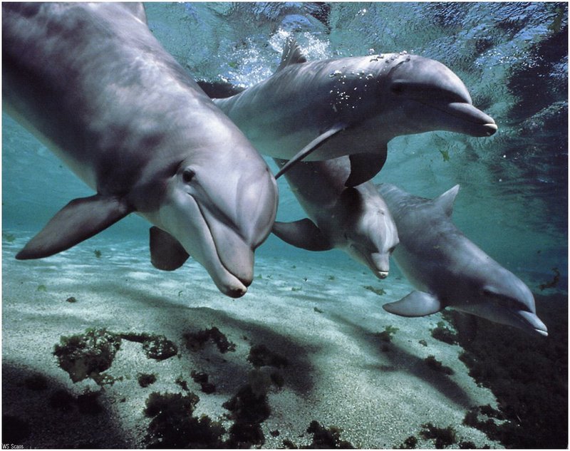 [WillyStoner Scans - Wildlife] Bottlenose Dolphin; DISPLAY FULL IMAGE.