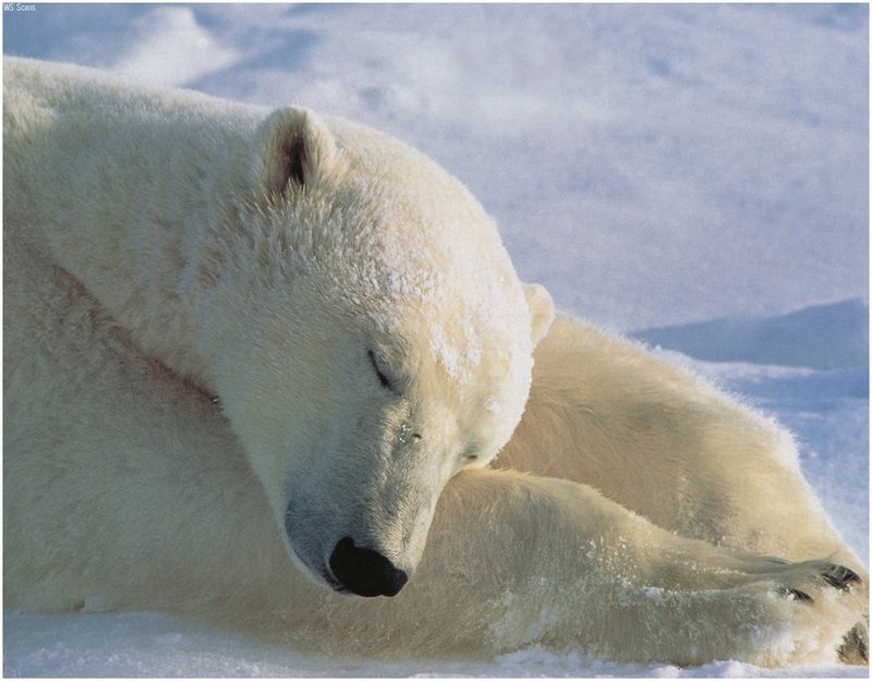 [WillyStoner Scans - Wildlife] Polar Bear; DISPLAY FULL IMAGE.