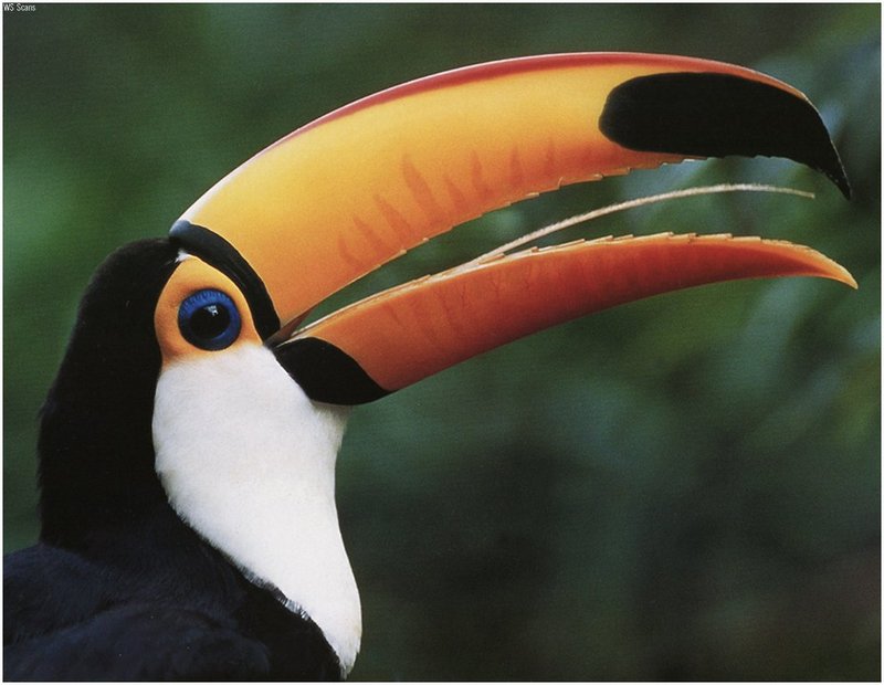 [WillyStoner Scans - Wildlife] Toco Toucan; DISPLAY FULL IMAGE.