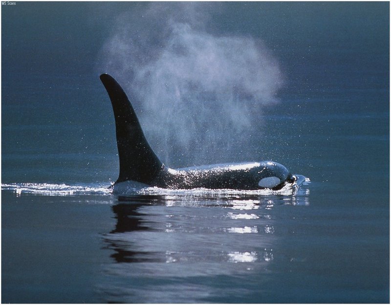 [WillyStoner Scans - Wildlife] Killer Whale; DISPLAY FULL IMAGE.