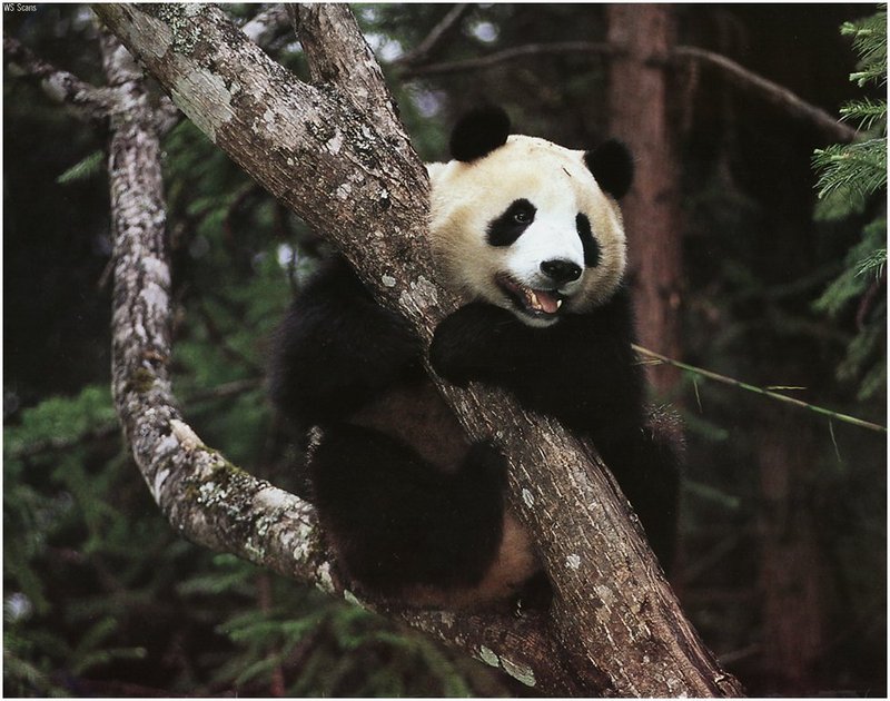 [WillyStoner Scans - Wildlife] Giant Panda; DISPLAY FULL IMAGE.