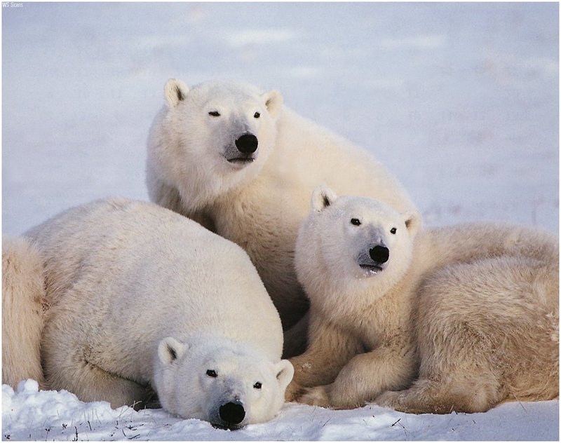 [WillyStoner Scans - Wildlife] Polar Bears; DISPLAY FULL IMAGE.