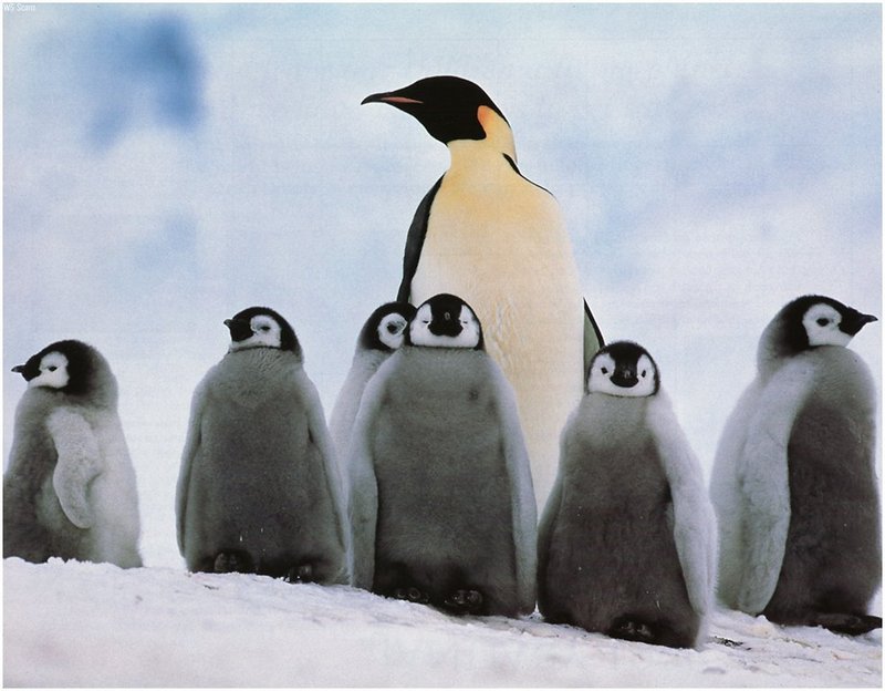 [WillyStoner Scans - Wildlife] Emperor Penguin; DISPLAY FULL IMAGE.
