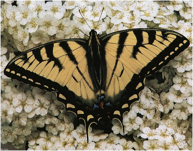 [WillyStoner Scans - Wildlife] Tiger Swallowtail Butterfly; DISPLAY FULL IMAGE.