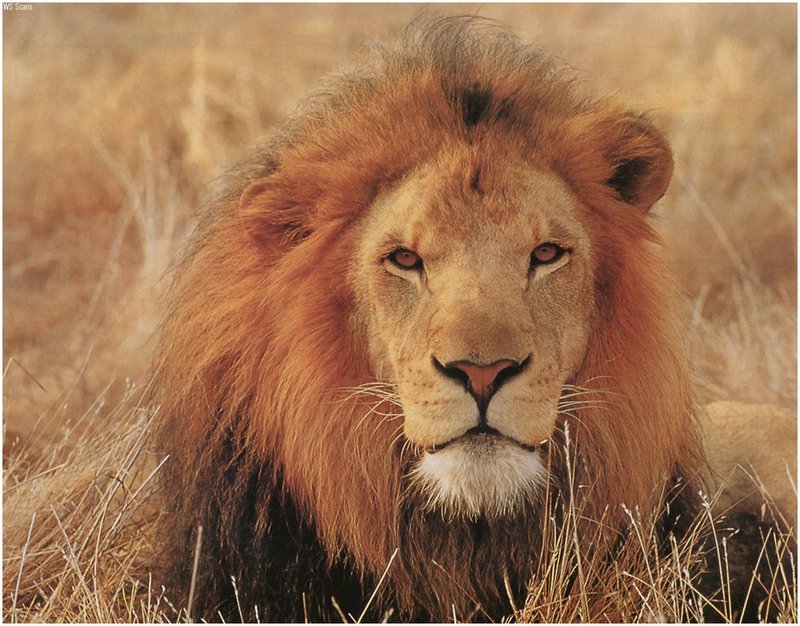 [WillyStoner Scans - Wildlife] African Lion male; DISPLAY FULL IMAGE.