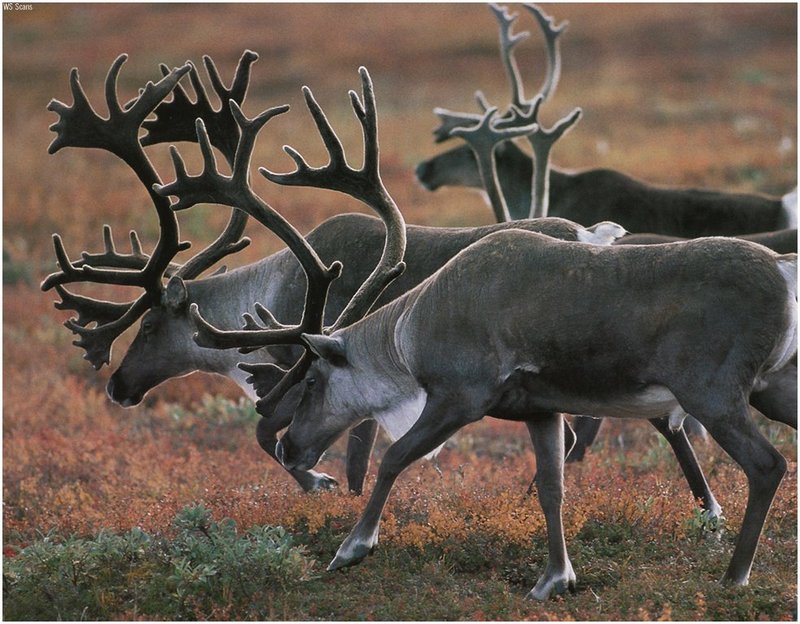 [WillyStoner Scans - Wildlife] Caribou herd; DISPLAY FULL IMAGE.