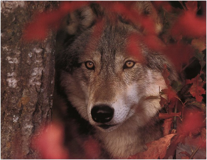 [WillyStoner Scans - Wildlife] Grey Wolf; DISPLAY FULL IMAGE.