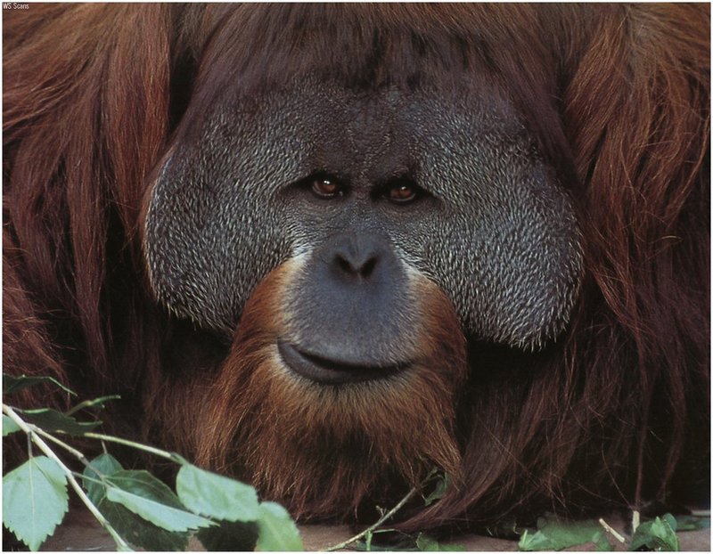[WillyStoner Scans - Wildlife] Orangutan; DISPLAY FULL IMAGE.