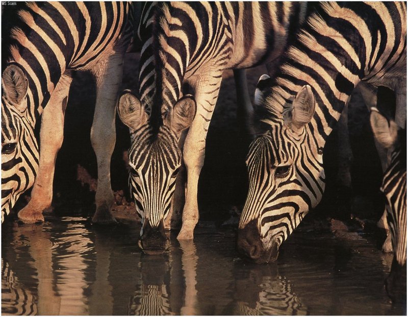 [WillyStoner Scans - Wildlife] Zebras; DISPLAY FULL IMAGE.