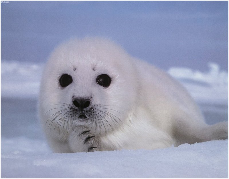 [WillyStoner Scans - Wildlife] Harp Seal pup; DISPLAY FULL IMAGE.