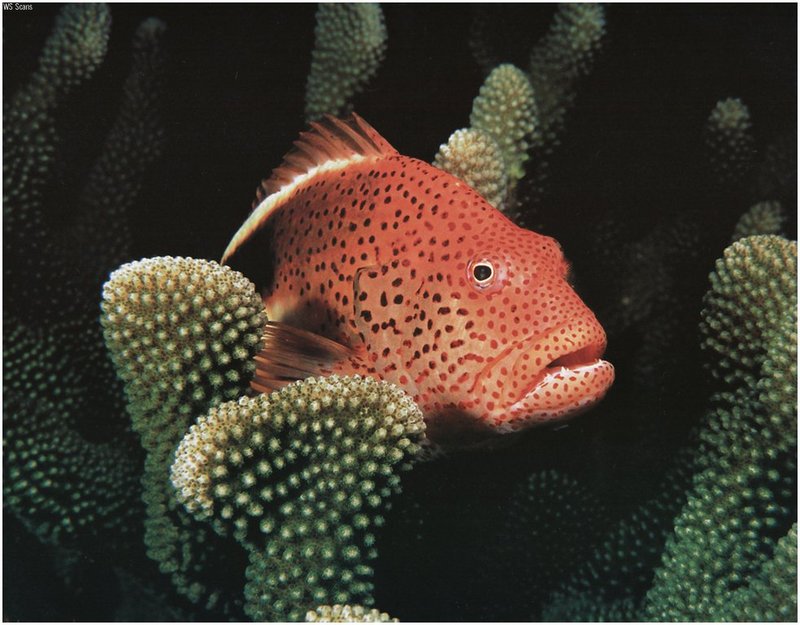 [WillyStoner Scans - Wildlife] Fish; DISPLAY FULL IMAGE.