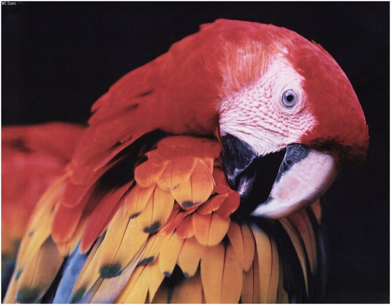 [WillyStoner Scans - Wildlife] Scarlet Macaw - Ara macao; DISPLAY FULL IMAGE.