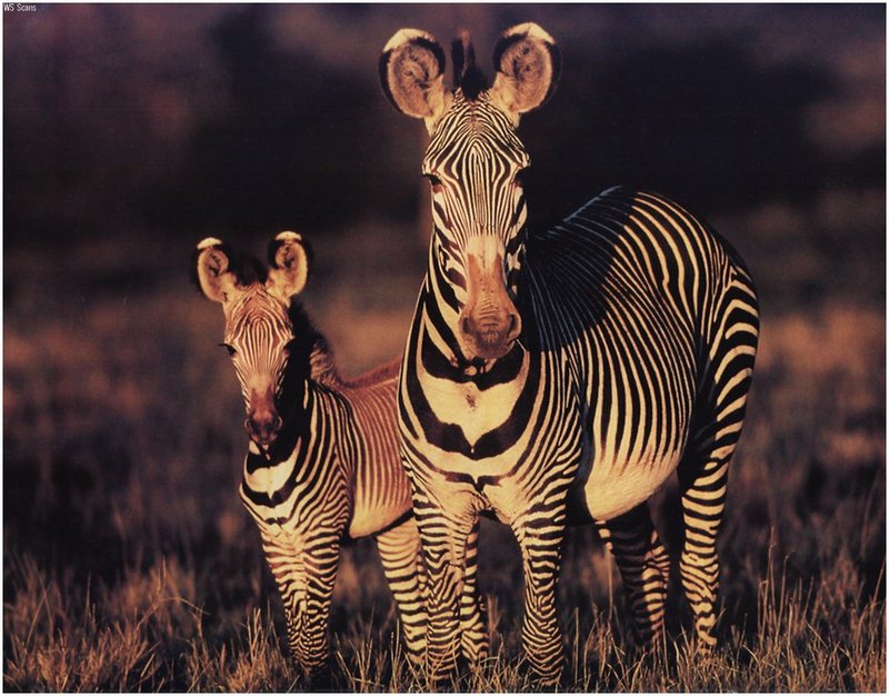 [WillyStoner Scans - Wildlife] Zebra; DISPLAY FULL IMAGE.