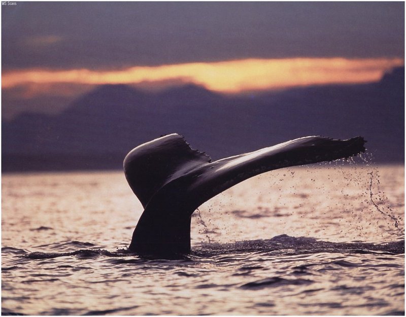 [WillyStoner Scans - Wildlife] Whale Fluke; DISPLAY FULL IMAGE.