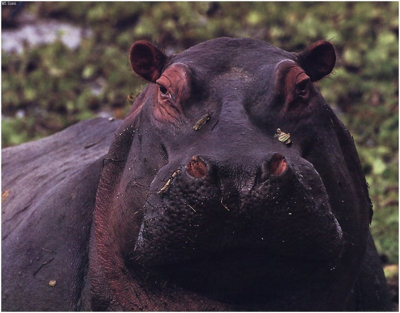[WillyStoner Scans - Wildlife] Hippopotamus; DISPLAY FULL IMAGE.