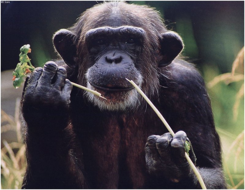 [WillyStoner Scans - Wildlife] Chimpanzee; DISPLAY FULL IMAGE.