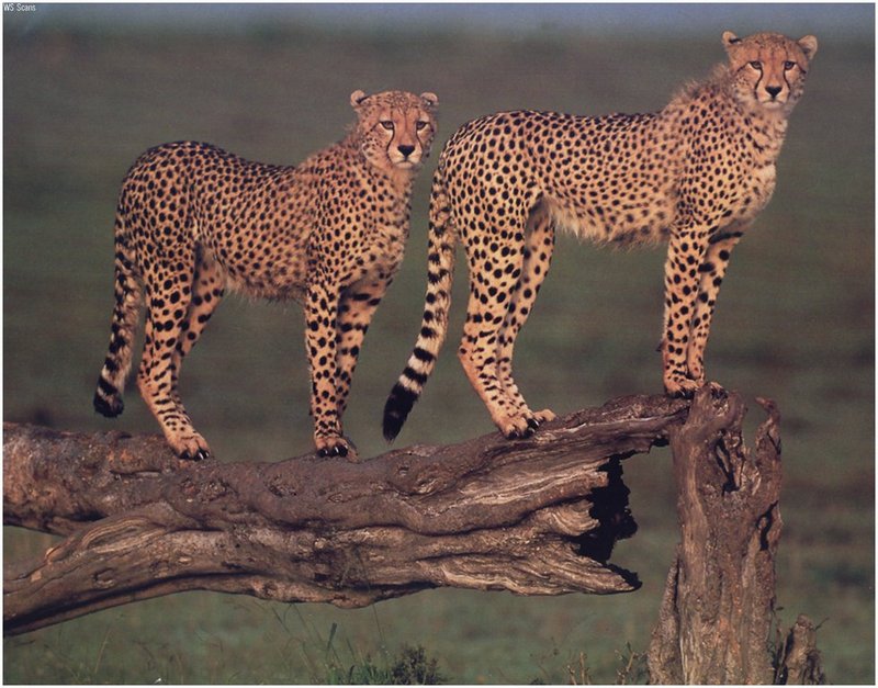 [WillyStoner Scans - Wildlife] Cheetahs; DISPLAY FULL IMAGE.