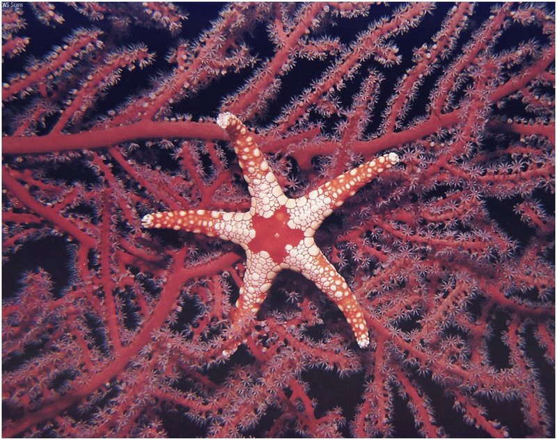 [WillyStoner Scans - Wildlife] Sea Star; DISPLAY FULL IMAGE.
