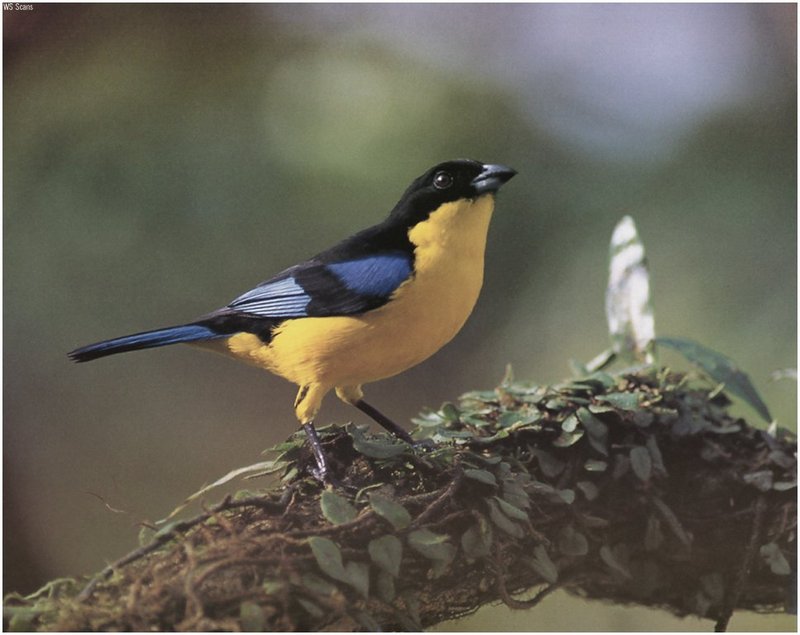 [WillyStoner Scans - Wildlife] Warbler?; DISPLAY FULL IMAGE.