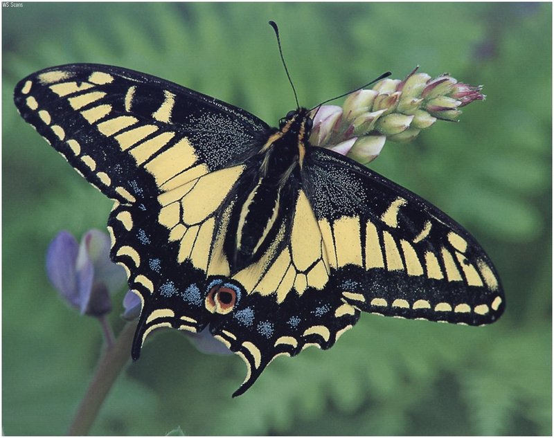 [WillyStoner Scans - Wildlife] Swallowtail Butterfly; DISPLAY FULL IMAGE.