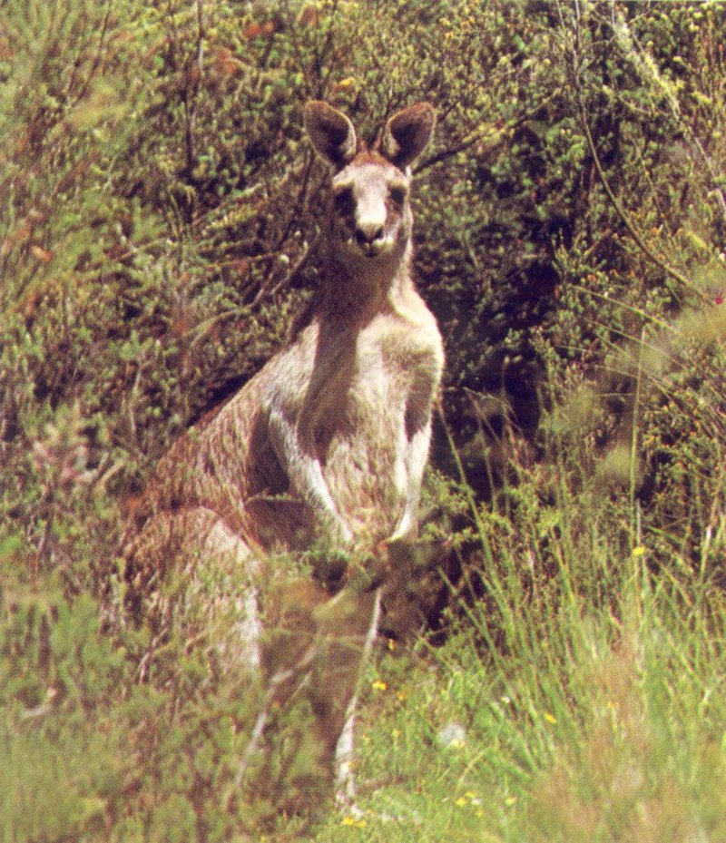 Eastern Grey Kangaroo Macropus giganteus; DISPLAY FULL IMAGE.