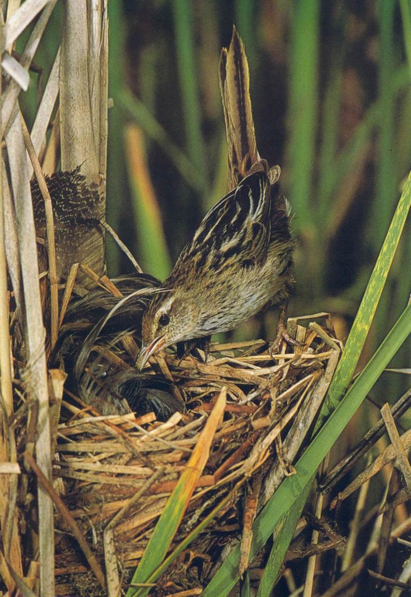 Little Grass-bird; DISPLAY FULL IMAGE.