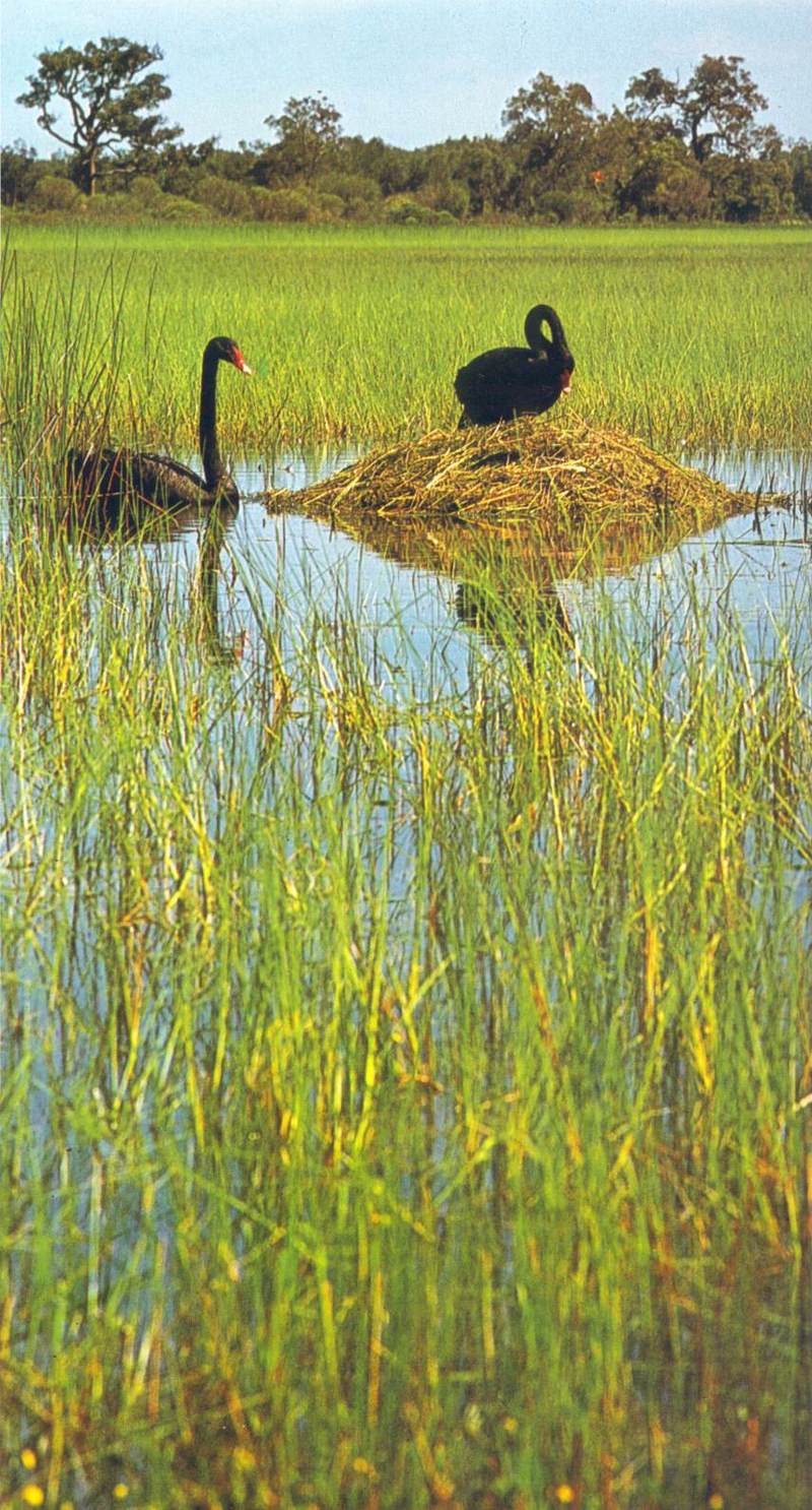Black Swan (nesting); DISPLAY FULL IMAGE.