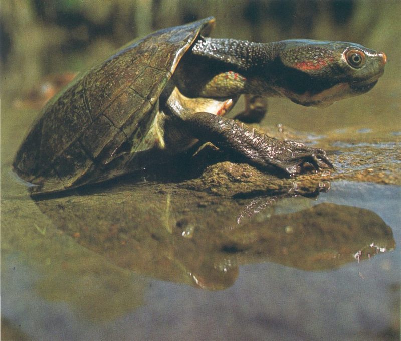 Emydura australis (Australian Big-headed Turtle); DISPLAY FULL IMAGE.