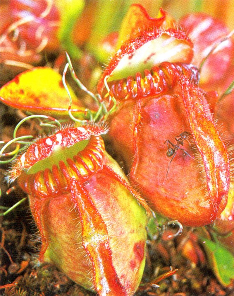Albany Pitcher Plant (Cephalotus follicularis); DISPLAY FULL IMAGE.