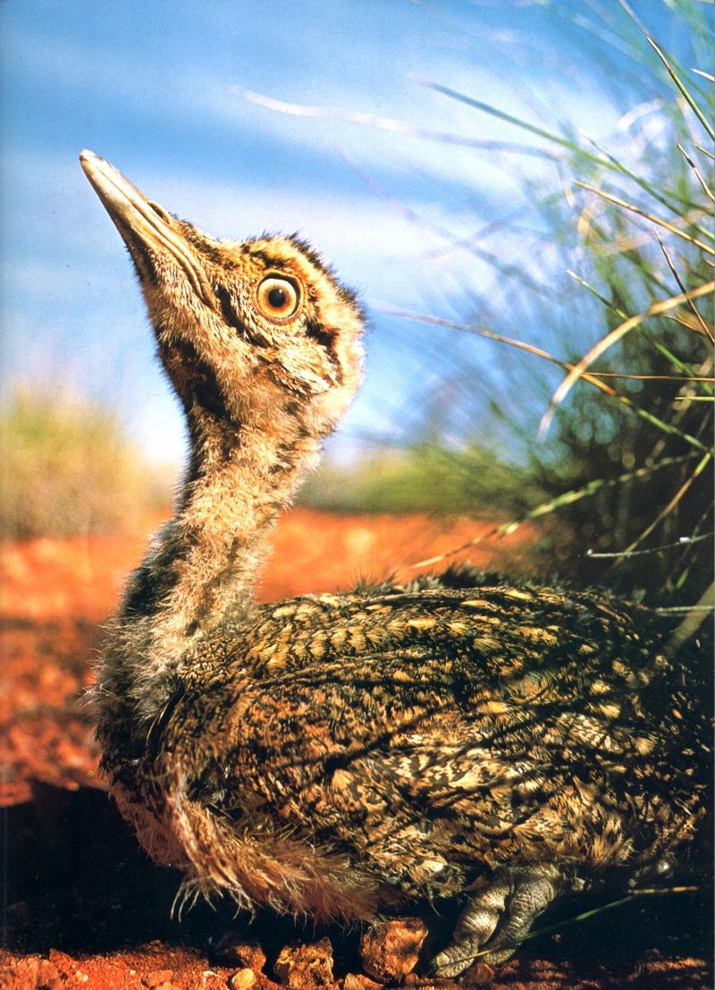 Australian Bustard Chick; DISPLAY FULL IMAGE.