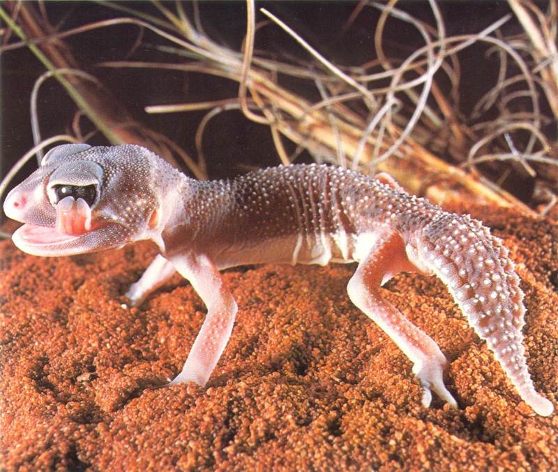 Knob-tailed Gecko; DISPLAY FULL IMAGE.