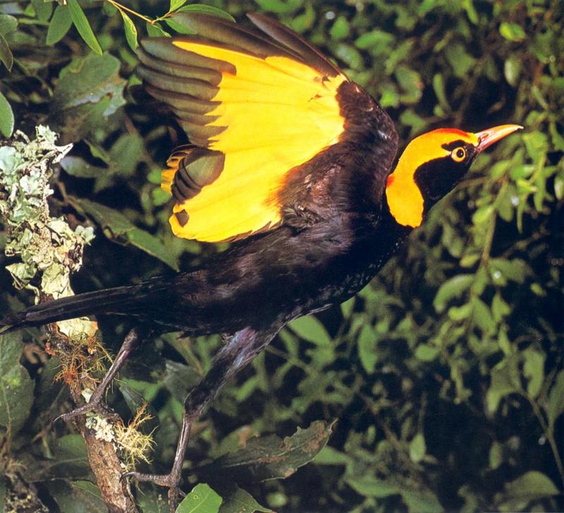 Regent Bowerbird (Sericulus chrysocephalus); DISPLAY FULL IMAGE.