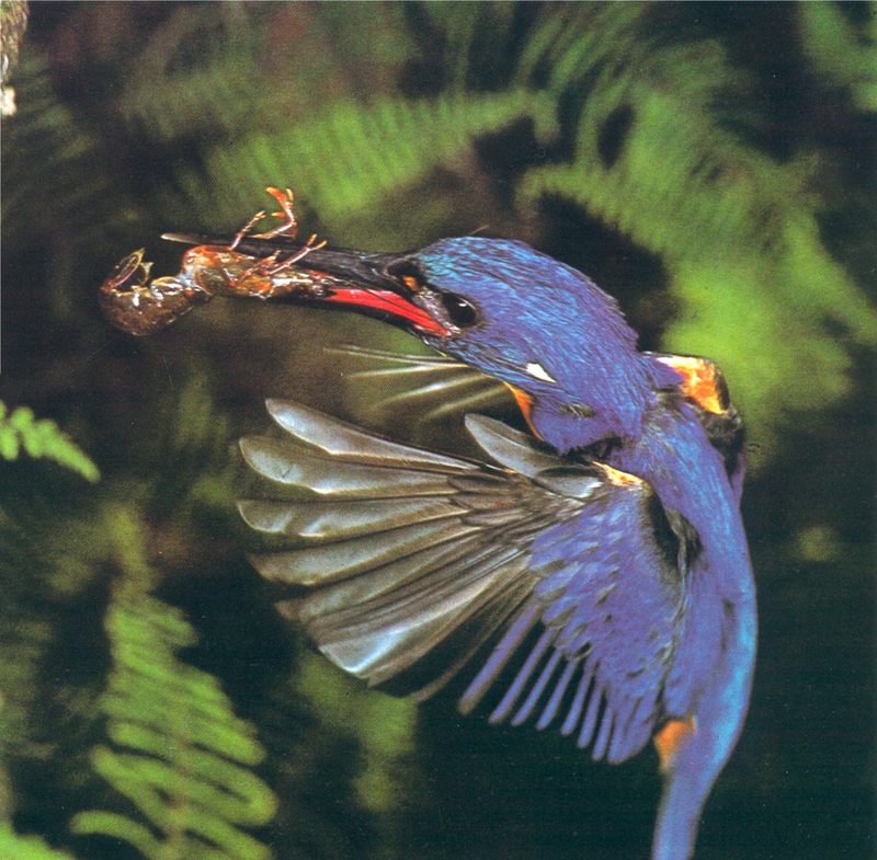 Azure Kingfisher in action; DISPLAY FULL IMAGE.