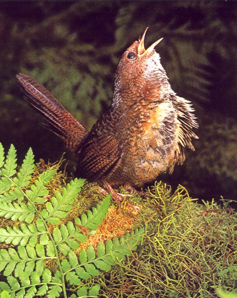 Rufous Scrub-bird (Atrichornis rufescens); DISPLAY FULL IMAGE.
