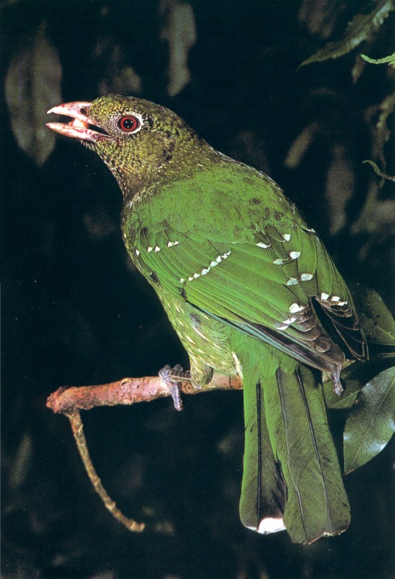 Green Catbird (Ailuroedus crassirostris); DISPLAY FULL IMAGE.