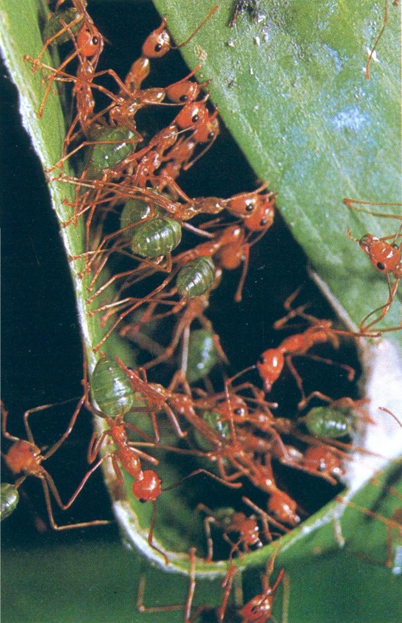 Green Tree Ant (Oecophylla smaragdina); DISPLAY FULL IMAGE.