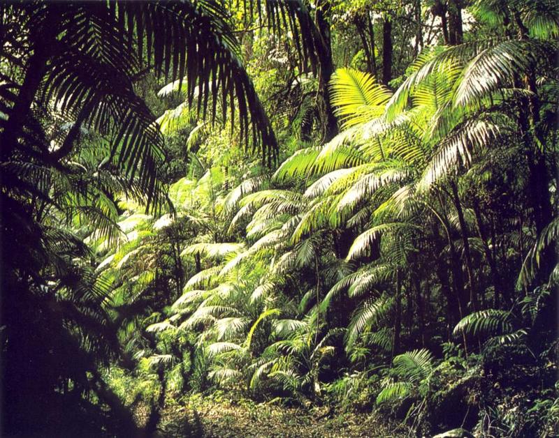 Dorrigo National Park; DISPLAY FULL IMAGE.