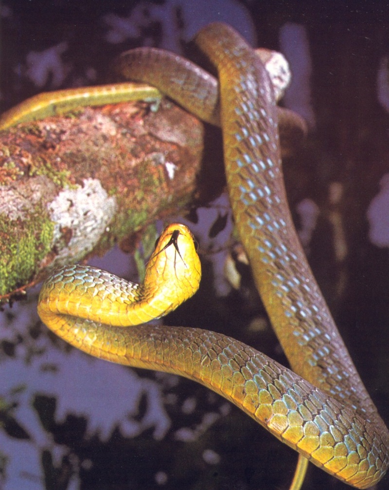 Common Tree Snake (Dendrelaphis punctulatus); DISPLAY FULL IMAGE.