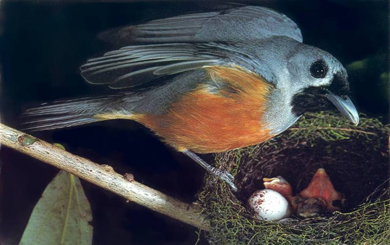 Pearly-Winged Flycatcher; DISPLAY FULL IMAGE.