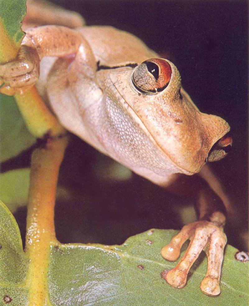 Southern Orange-eyed Treefrog (Litoria chloris); DISPLAY FULL IMAGE.