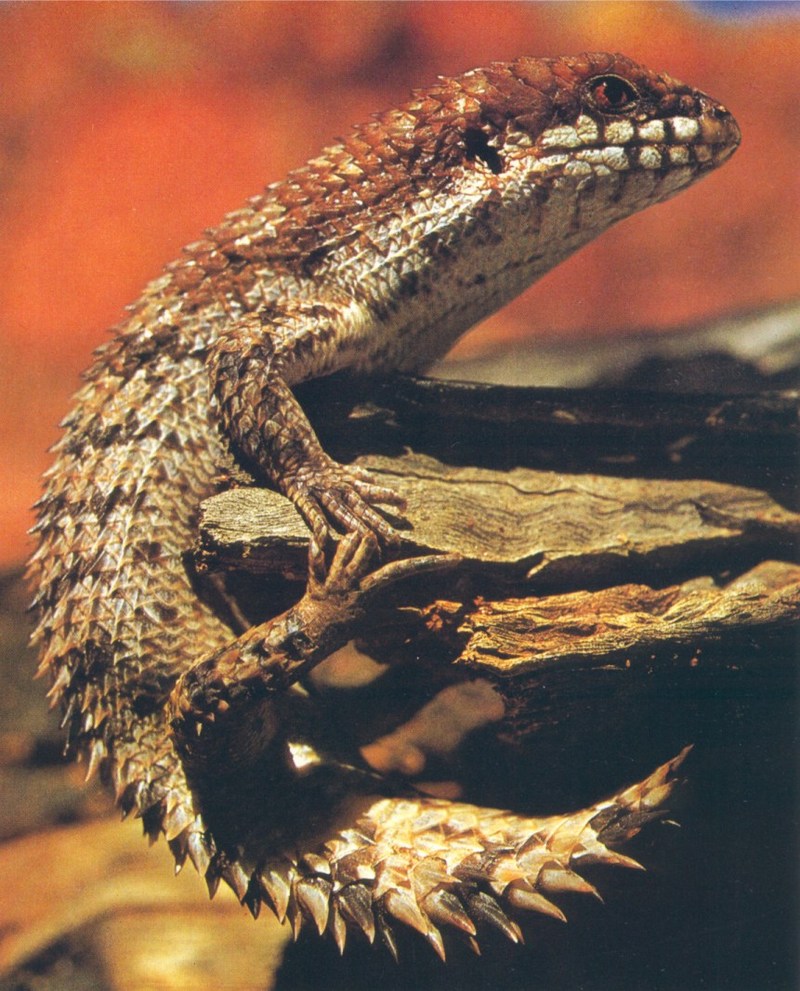 Pigmy Spiny-tailed Skink; DISPLAY FULL IMAGE.
