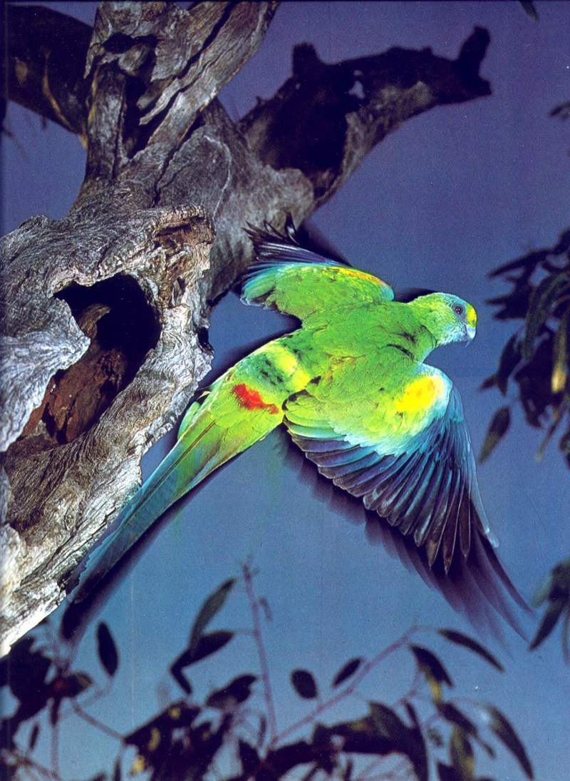 Male Mulga Parrot (Psephotus varius = Psephotellus varius); DISPLAY FULL IMAGE.