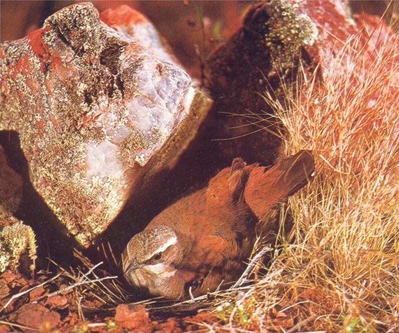Chestnut-breasted Quail-thrush (Cinclosoma castaneothorax); DISPLAY FULL IMAGE.