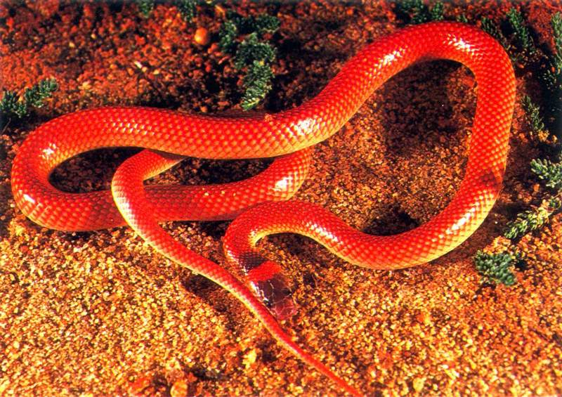 Red-naped Snake; DISPLAY FULL IMAGE.