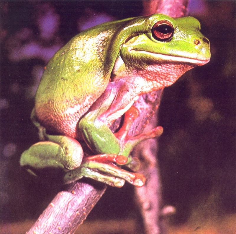 Dumpy Treefrog (Litoria caerulea); DISPLAY FULL IMAGE.