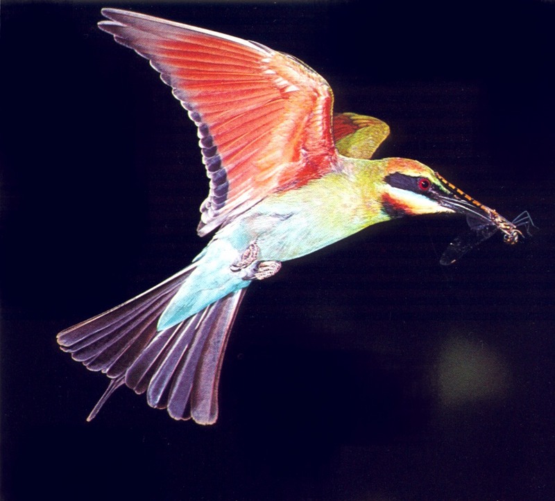 Rainbow Bee-eater in flight (Merops ornatus); DISPLAY FULL IMAGE.