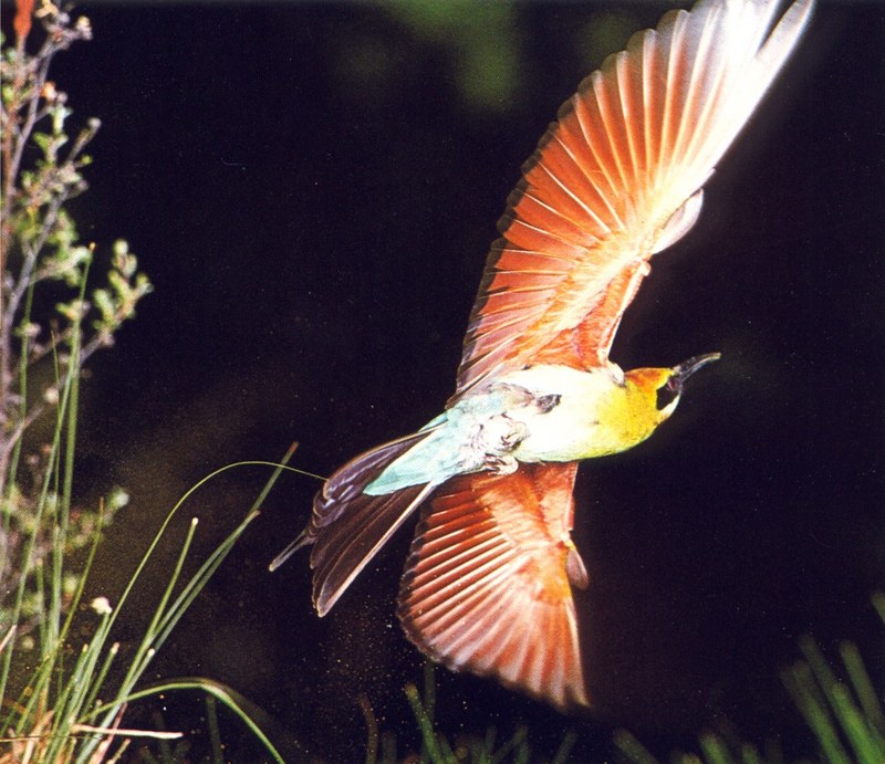 Rainbow Bee-eater in flight (Merops ornatus); DISPLAY FULL IMAGE.