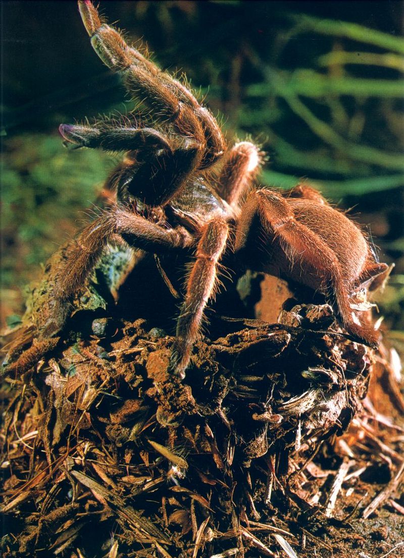 (Australian tarantula) Bird-eating Spider (Selenocosmia sp.); DISPLAY FULL IMAGE.